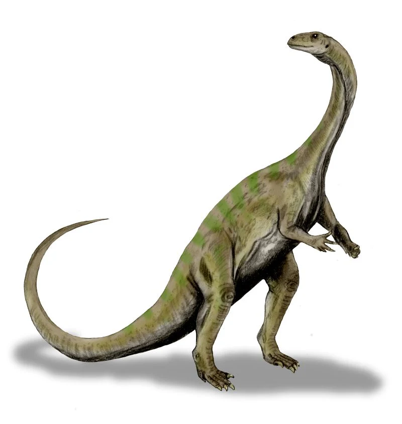Massospondylus carinatus Skull Fossil Cast - Image 3