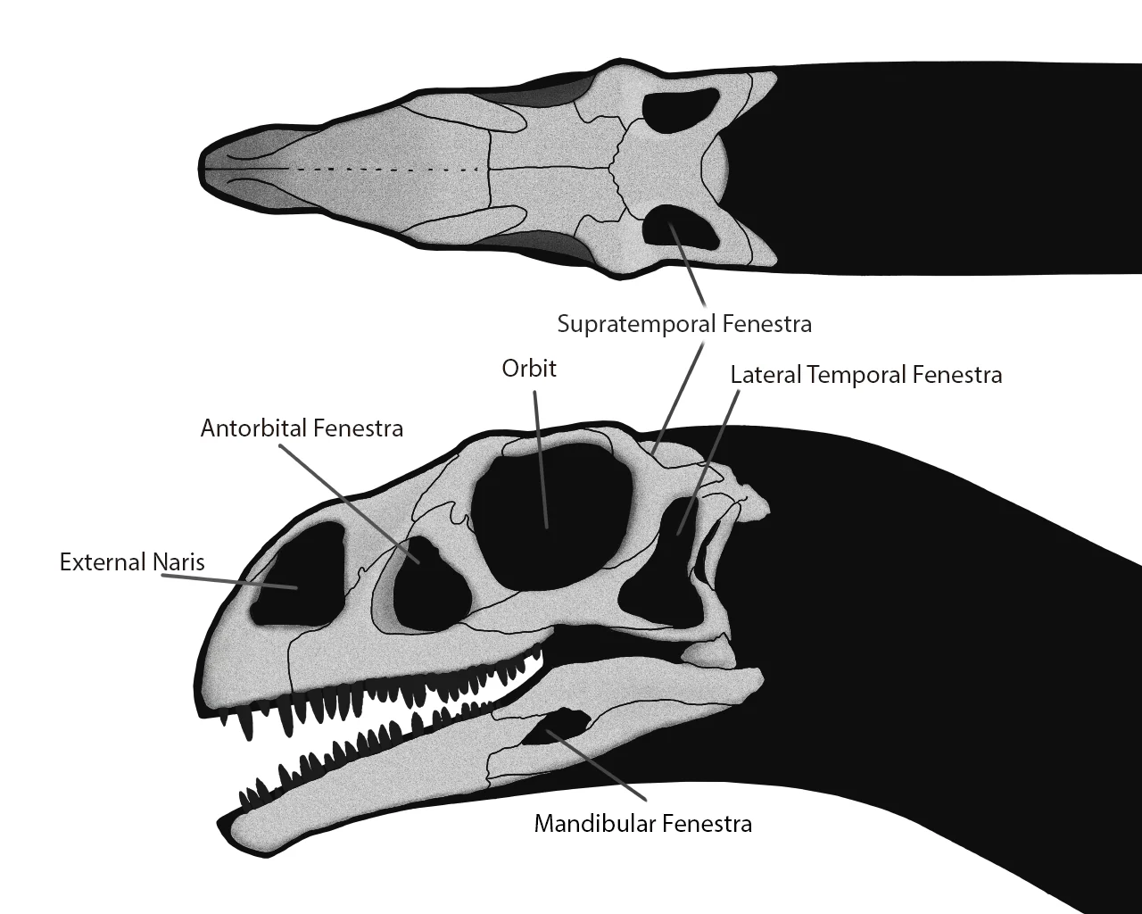 Massospondylus carinatus Skull Fossil Cast - Image 4