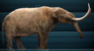 Mastodon foot cast replica Pleistocene. Ice Age - Image 12