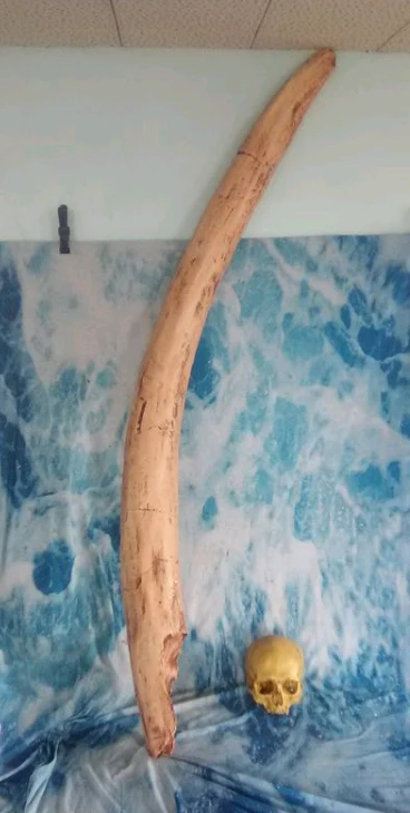 Mastodon skull cast replica Pleistocene. Ice Age - Image 2