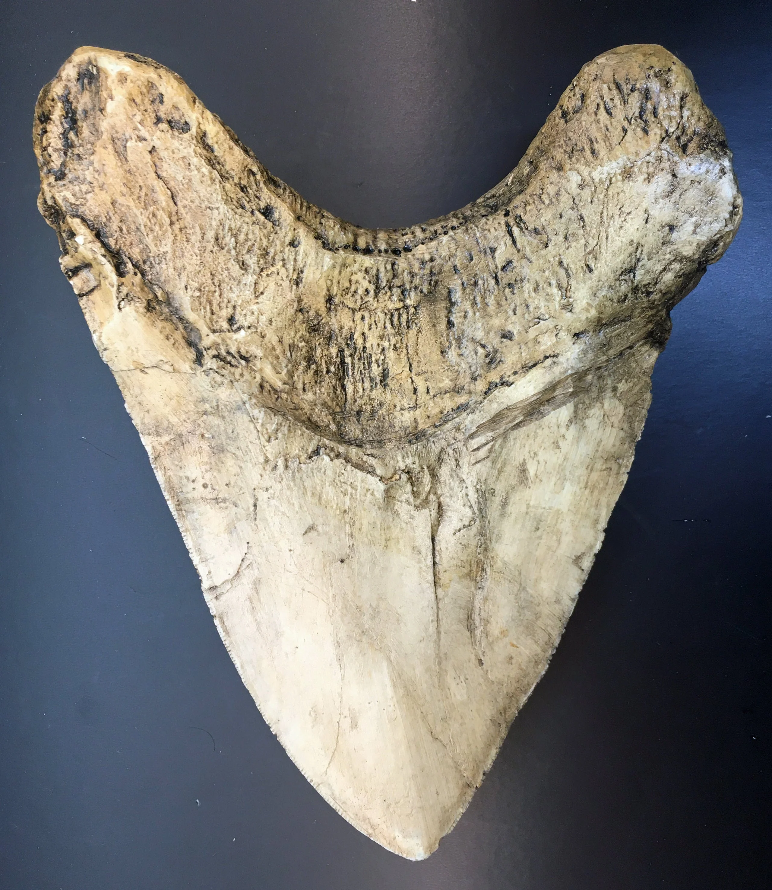 Megalodon Shark Tooth Over 7 Inches, World Record Cast Replica