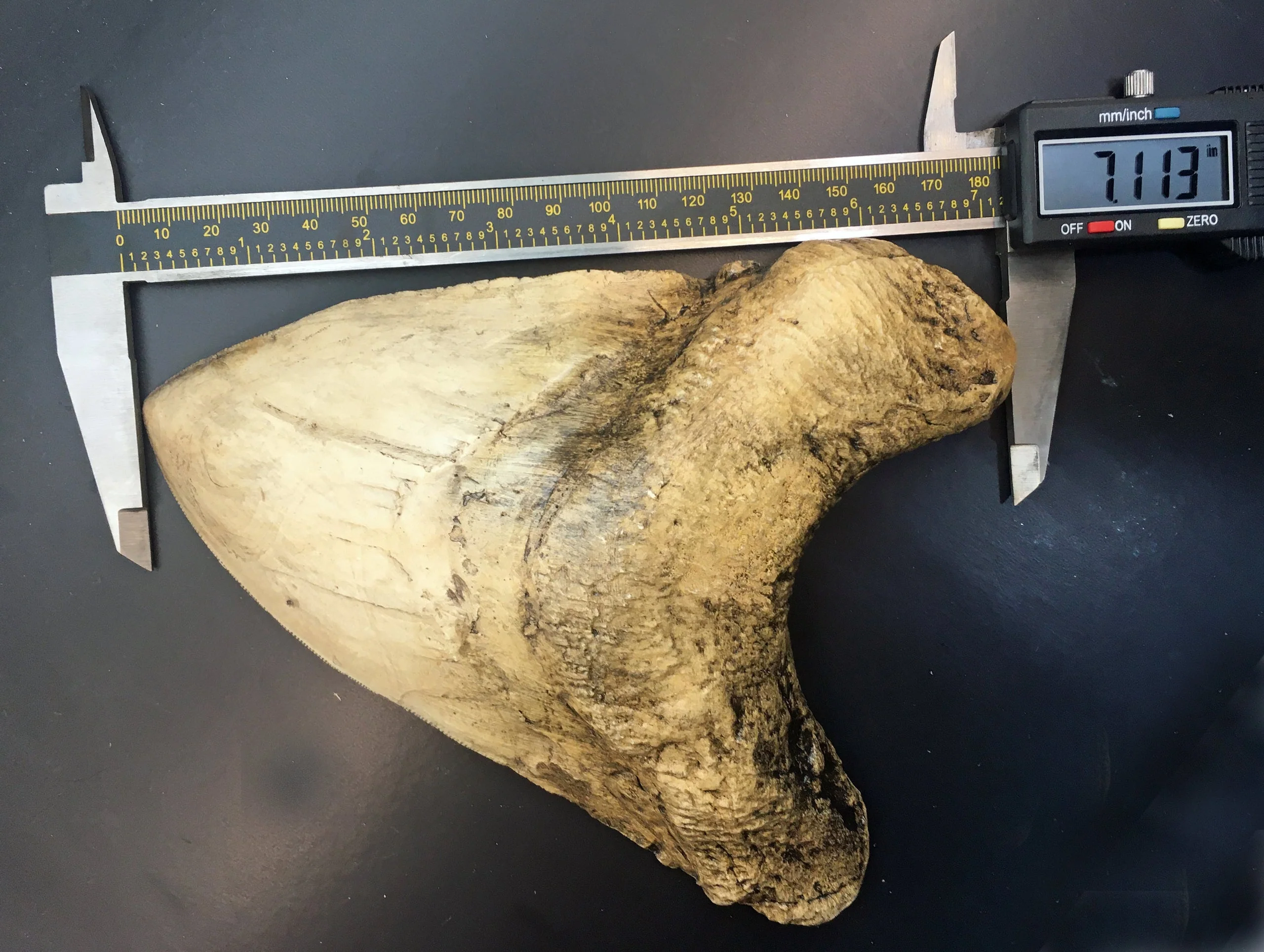 Megalodon Shark Tooth Over 7 Inches, World Record Cast Replica - Image 6