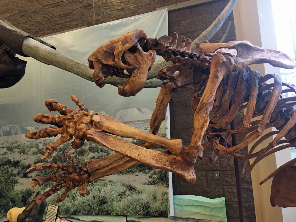 Megalonyx ground sloth skeleton cast replica - Image 5