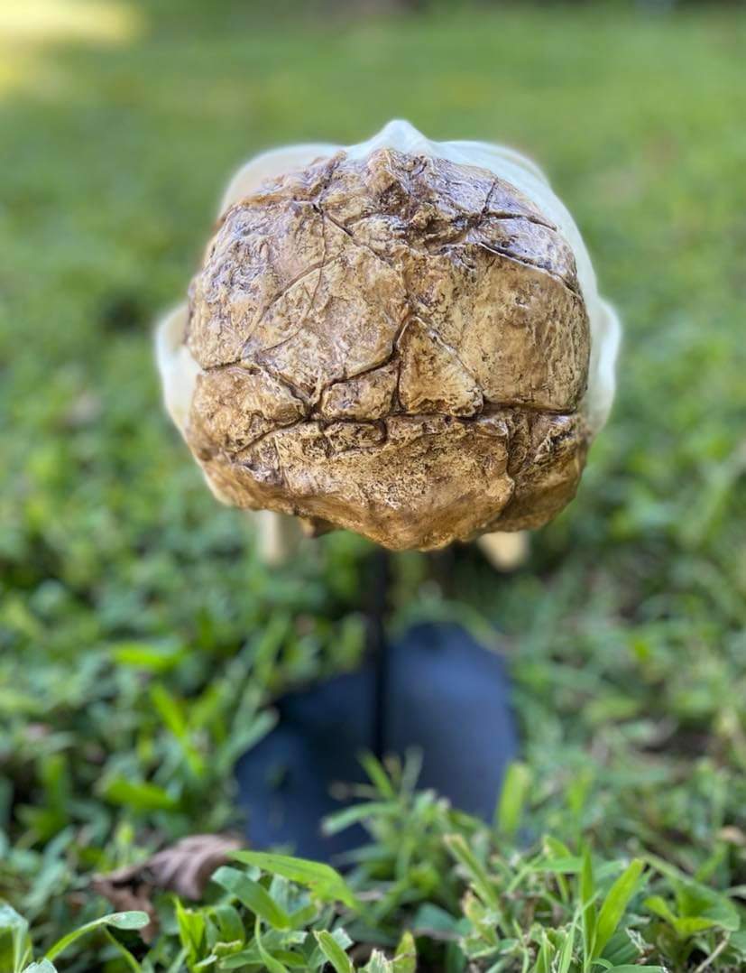 Meganthropus skull cast reconstruction (2024 price update) - Image 11