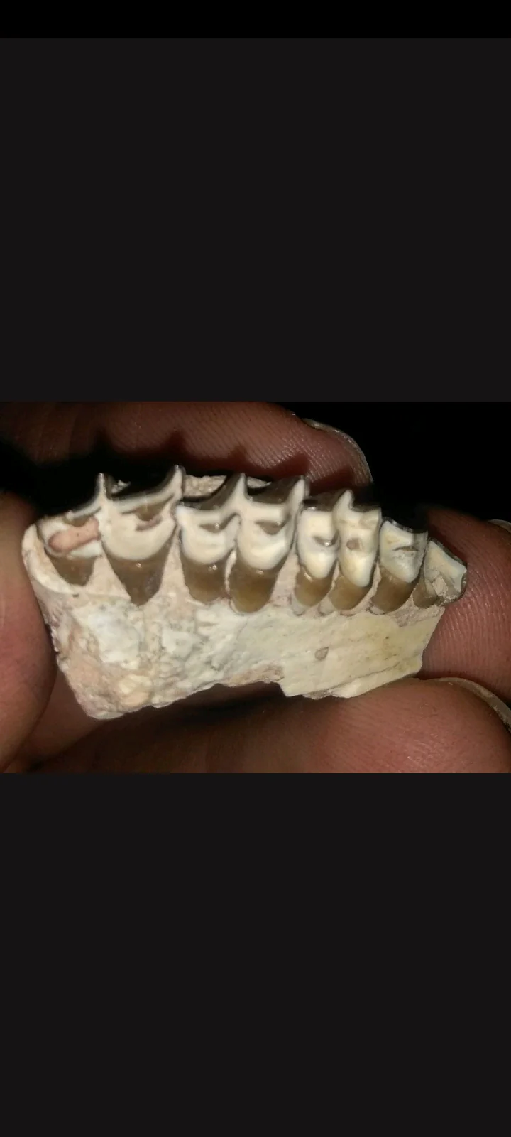 Merycoidodon Teeth fossil cast replica reproduction - Image 3