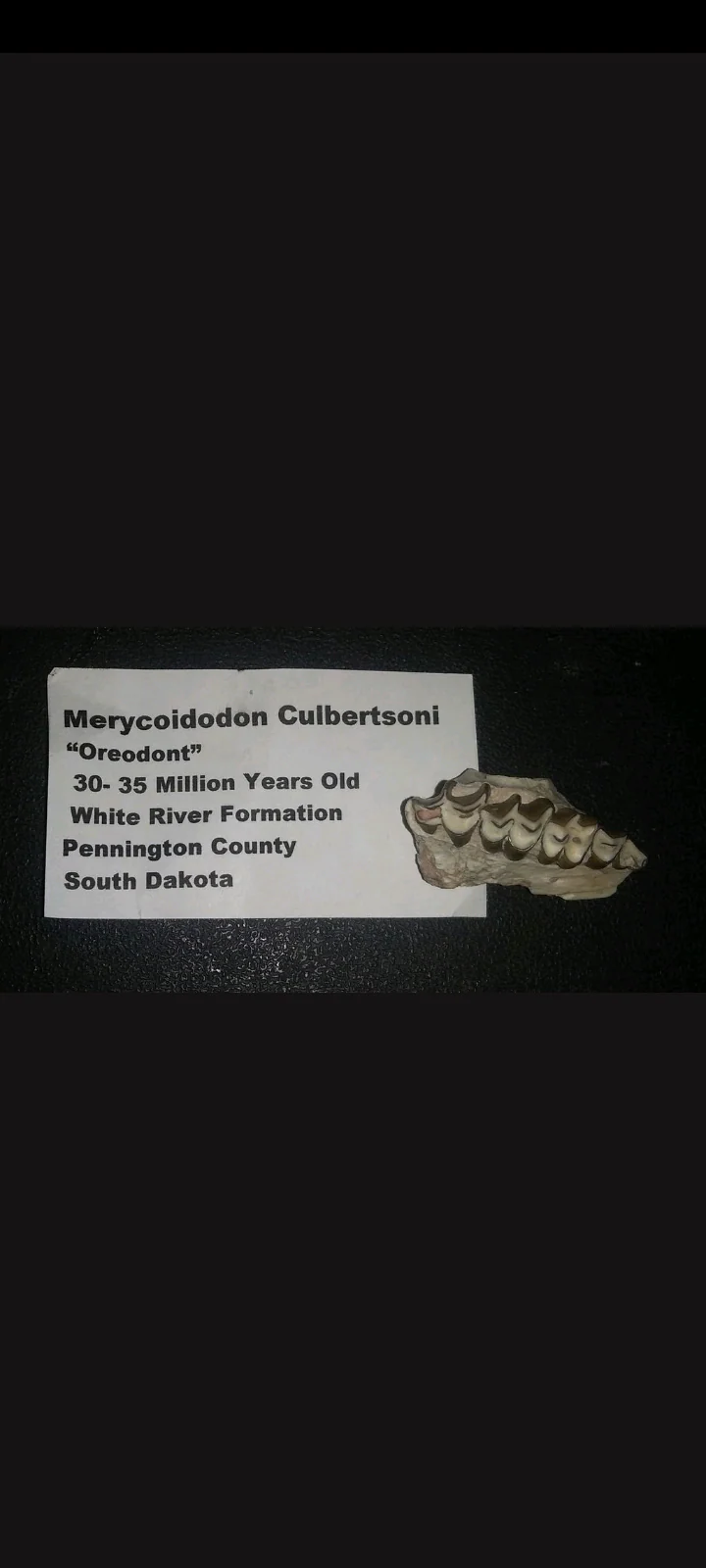 Merycoidodon Teeth fossil cast replica reproduction - Image 5