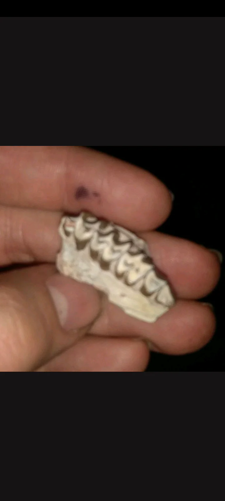 Merycoidodon Teeth fossil cast replica reproduction - Image 6