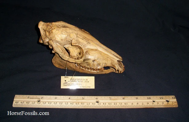 Mesohippus skull cast replica. Mesohippus fossil horse cast replica - Image 2