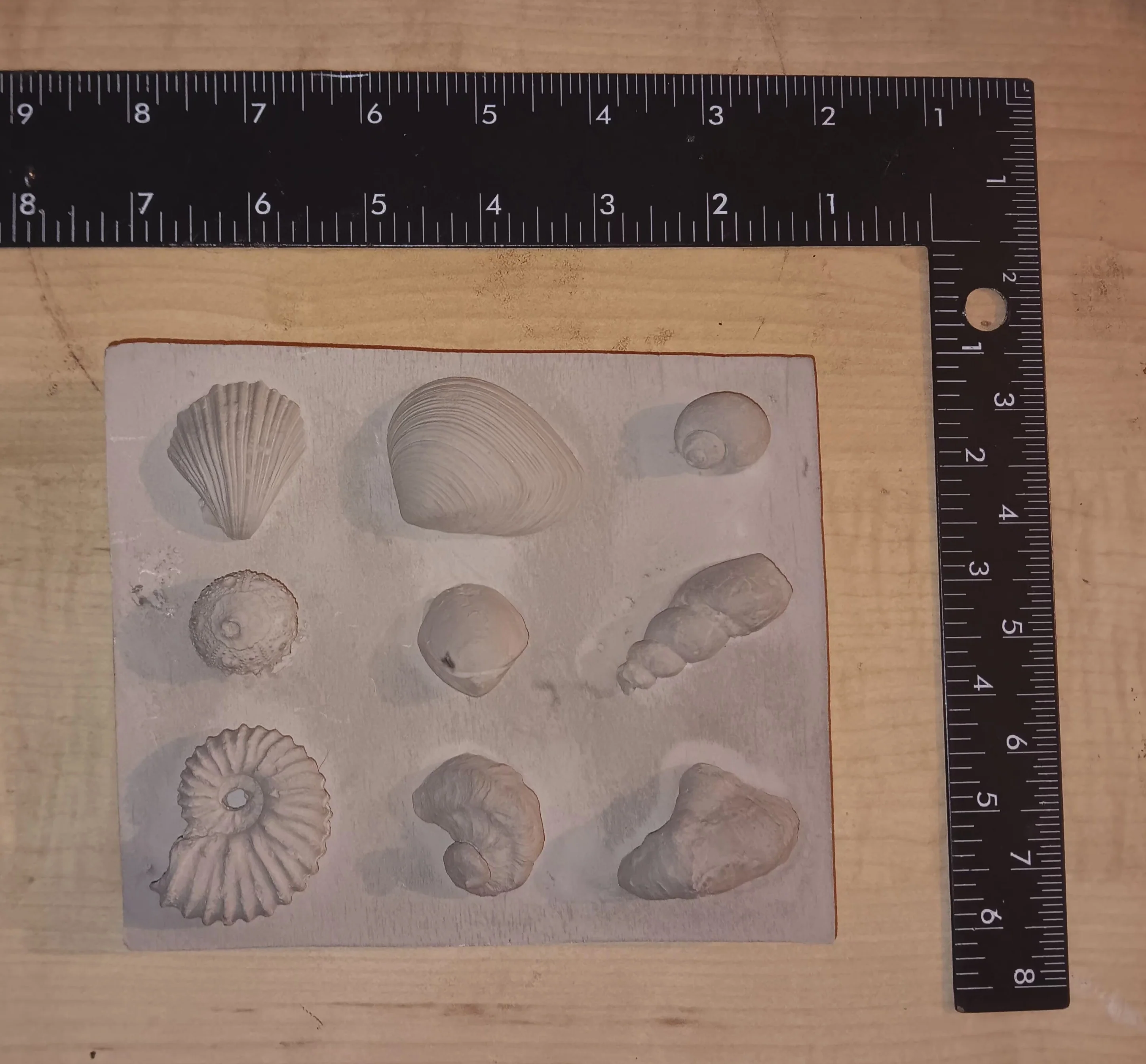 Upper Mesozoic Era:

The Cretaceous Period Fossil Cast Replicas - Image 2