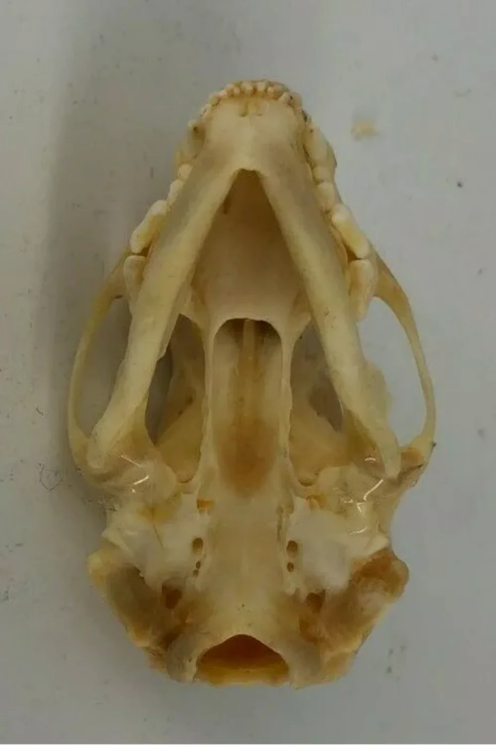 Mink skull - Image 4