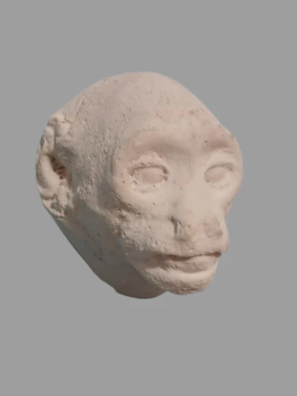 Baboon (Papio ursinus), female death cast replica Life cast - Image 4