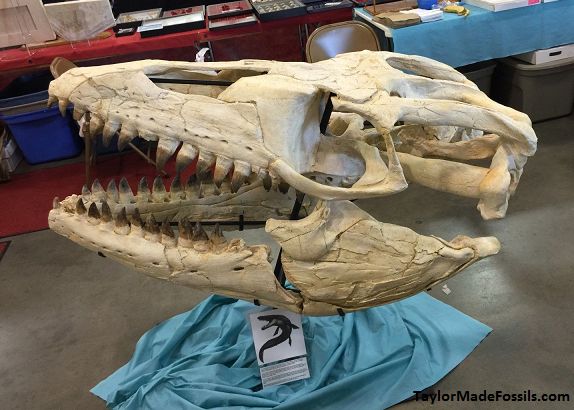 Mosasaurus Skull cast replica Prognathon with stand - Image 3