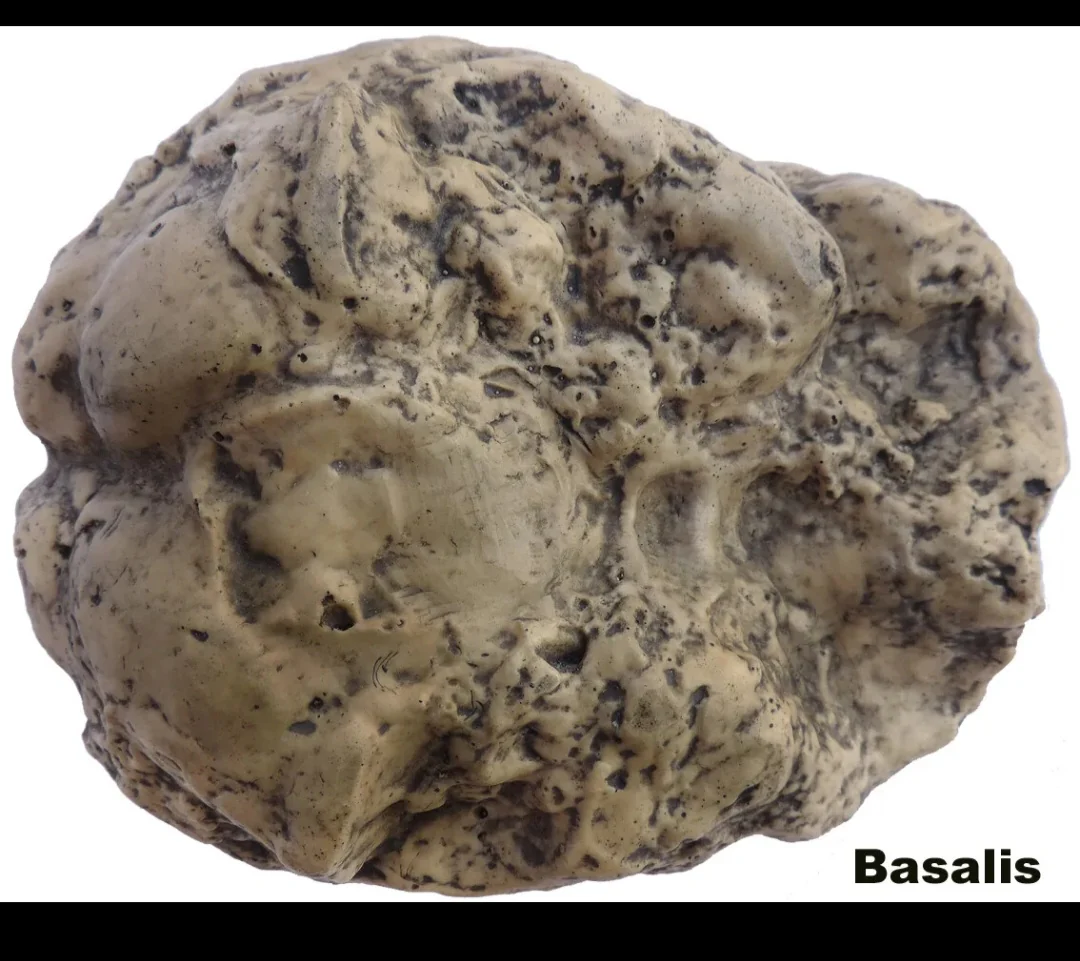 Neanderthal Endocast of brain of Homo neanderthalensis Resin Cast replica - Image 3