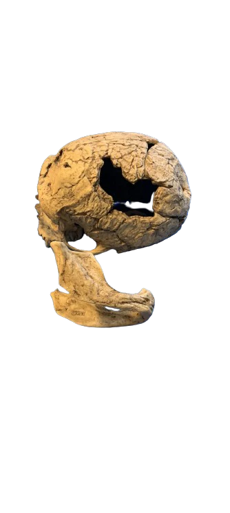 Neanderthal La Chappelle aux Saints cranium replica Full-size reconstruction cast reconstruction Updated 2/24 - Image 11