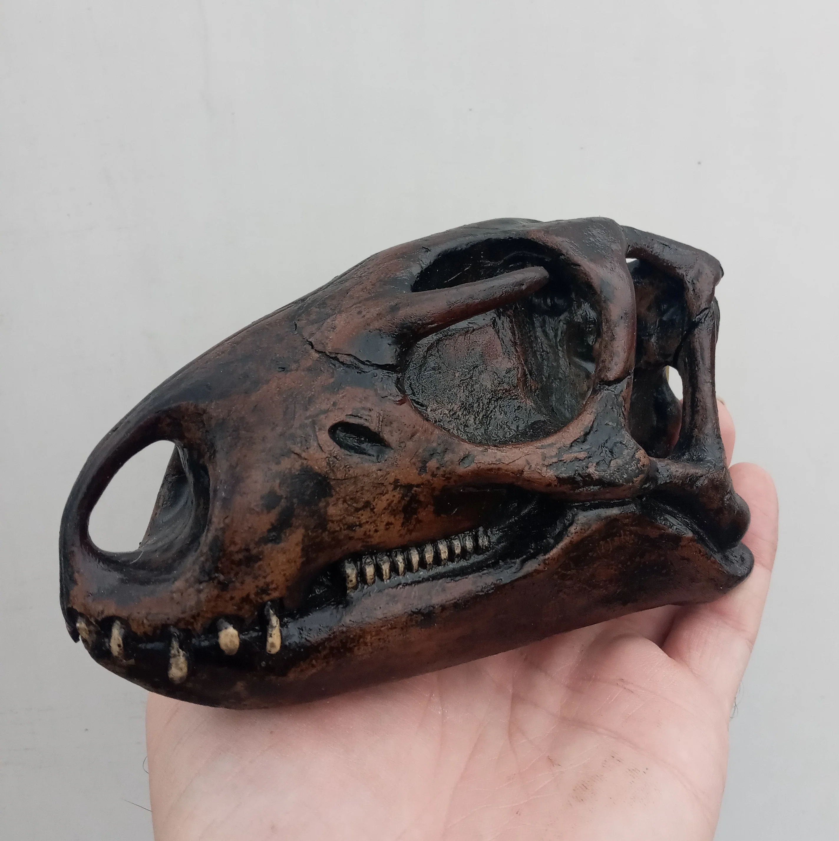 Othneilia Nanosaurus rex dinosaur skull cast replica - Image 3