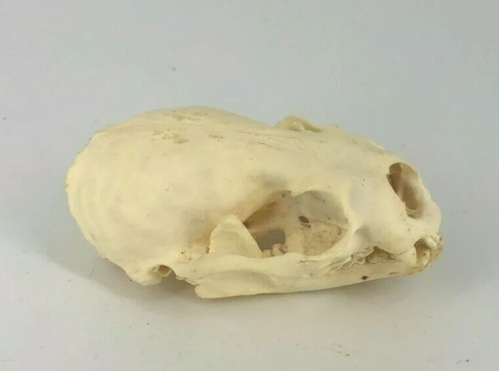 Otter skull - Image 3