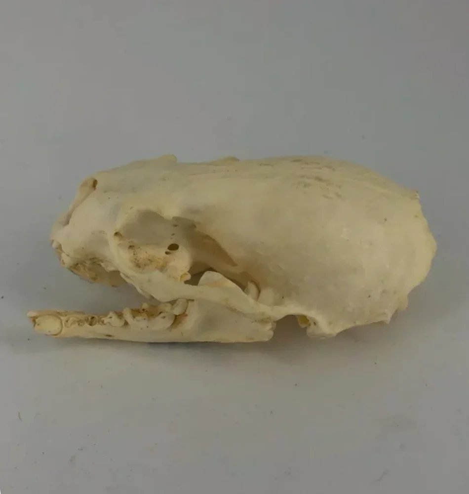 Otter skull - Image 6