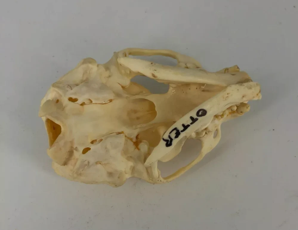 Otter skull - Image 7