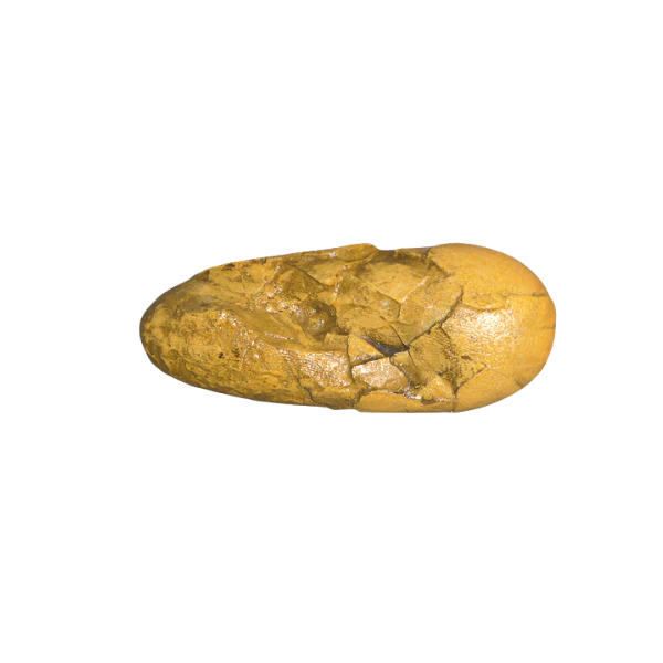 Oviraptor Egg Cast Replica Dinosaur Reproductions - Image 10