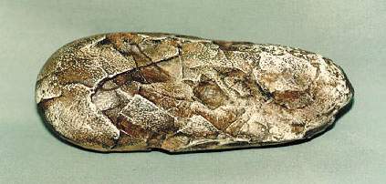 Oviraptor Egg Cast Replica Dinosaur Reproductions - Image 11