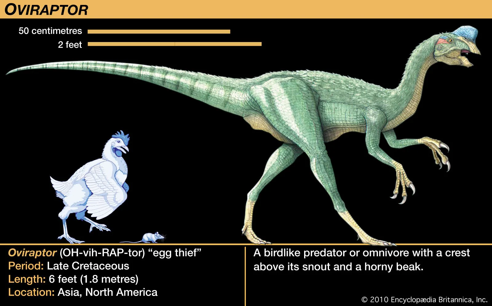 Oviraptor Egg nest with 6 Eggs Cast Replica Dinosaur Reproductions - Image 6