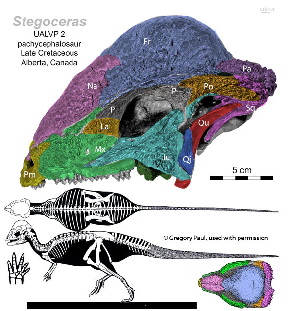 Pachycephalosaurus Stegoceras validum skull cast replica - Image 11