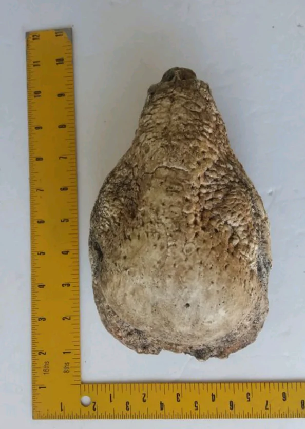 Pachycephalosaurus Stegoceras validum skull cast replica - Image 8