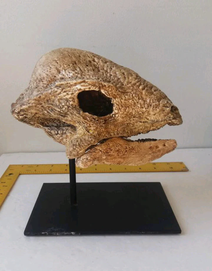 Pachycephalosaurus Stegoceras validum skeleton cast replica - Image 3
