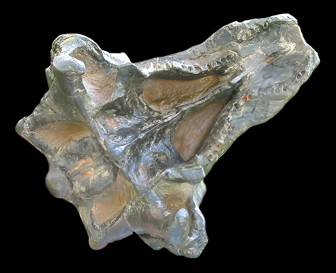 Pawpawsaurus Nodosaurid Ankylosaur skull (lacking mandible) Dinosaur Ankylosaurus skull cast replica - Image 10
