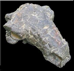 Pawpawsaurus Nodosaurid Ankylosaur skull (lacking mandible) Dinosaur Ankylosaurus skull cast replica - Image 3