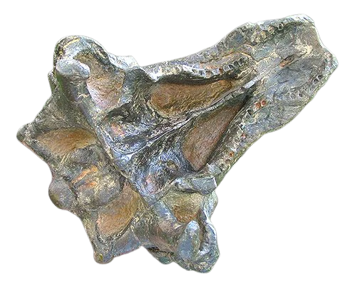 Pawpawsaurus Nodosaurid Ankylosaur skull (lacking mandible) Dinosaur Ankylosaurus skull cast replica - Image 9