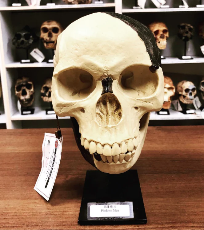 Piltdown man skull cranium replica Full-size reconstruction cast reconstruction Bone Clones - Image 4
