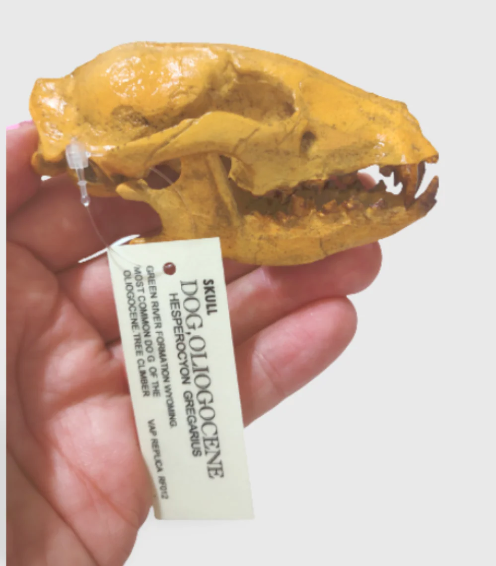 Hesperocyon gregarius skull cast replica (item #RF012) - Image 8