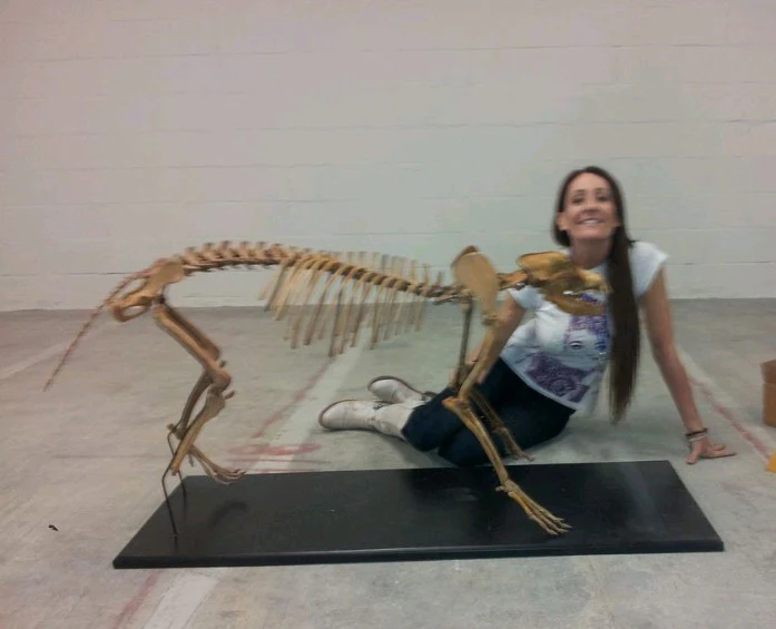 Pleistocene Wolf Skeleton cast replica cast replica reproduction Fossils - Image 8