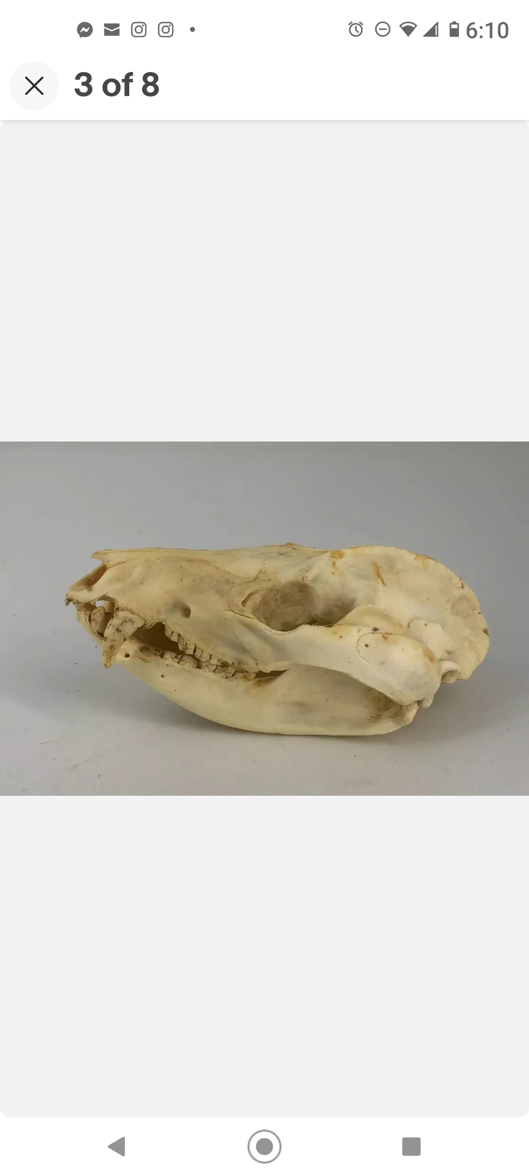 Possum opossum skull - Image 6