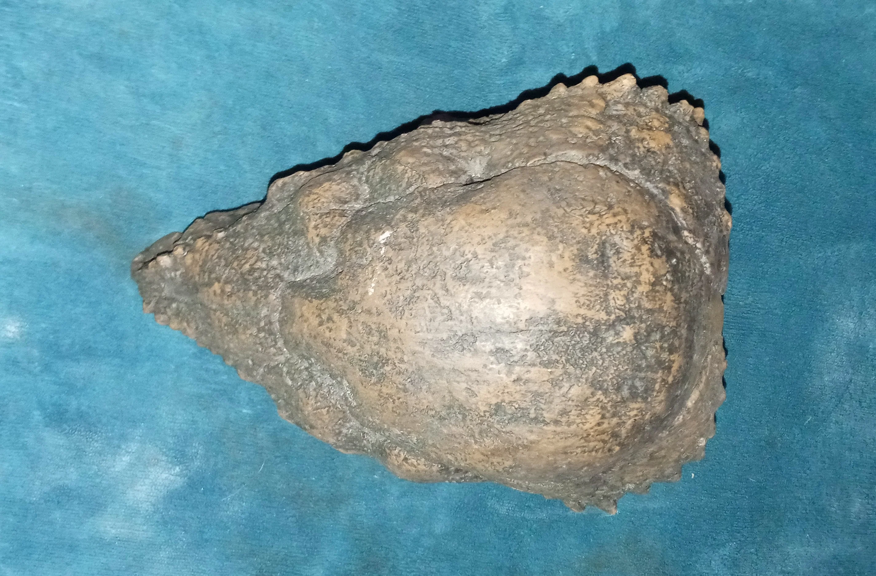 Prenocephale skull cast replica Dinosaur reproductive - Image 4