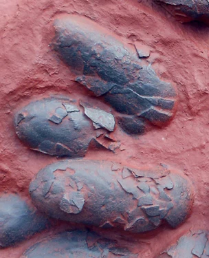 Oviraptor Egg nest #2 Cast Replica Dinosaur Reproductions - Image 3