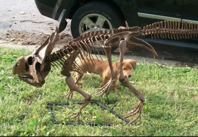 Protoceratops skeleton cast replica - Image 10