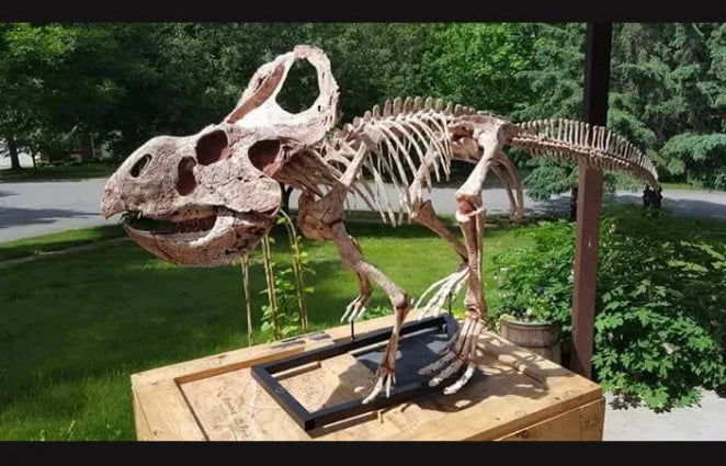 Protoceratops skeleton cast replica - Image 11