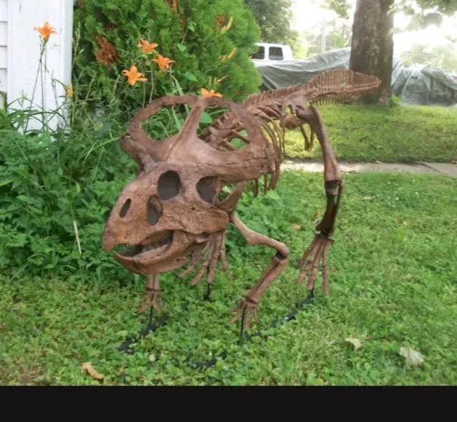 Protoceratops skeleton cast replica - Image 7