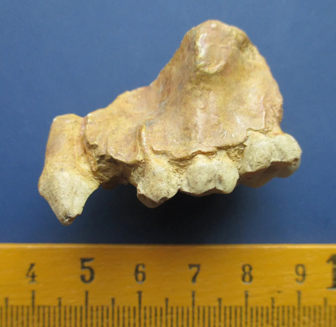 Ramapithecus wickeri replica /cast from jaw, Miocene, Fort Ternan,  Kenya Hominid skull cast replicas - Image 2