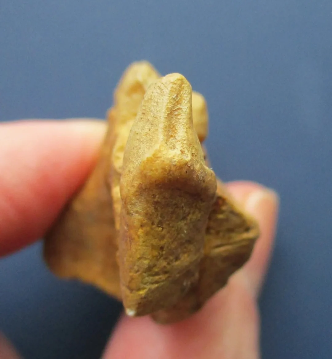 Ramapithecus wickeri replica /cast from jaw, Miocene, Fort Ternan,  Kenya Hominid skull cast replicas - Image 7