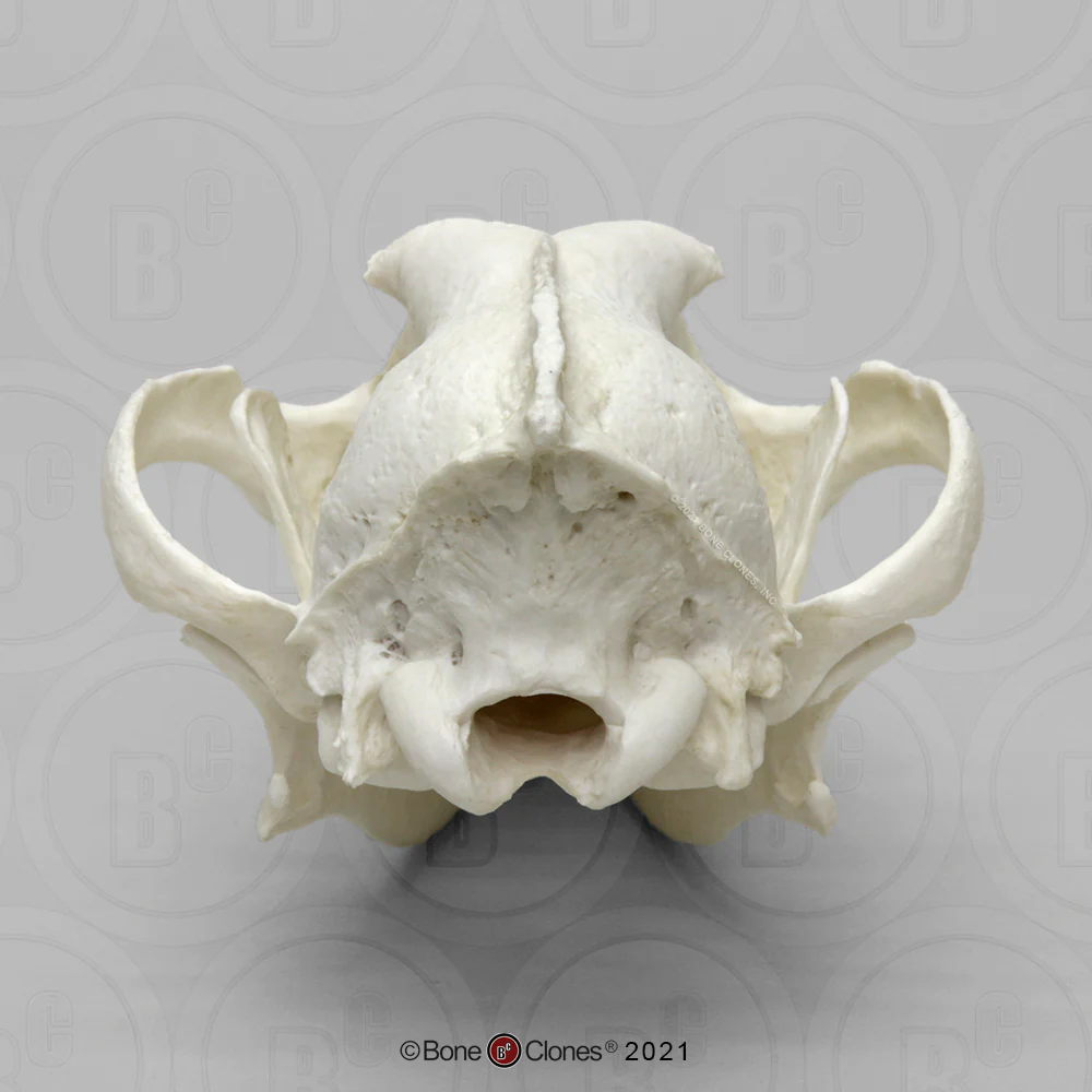 Red Wolf Skull BC-147, Canis Rufus, Osteological Reproductions Updated 2023 - Image 10