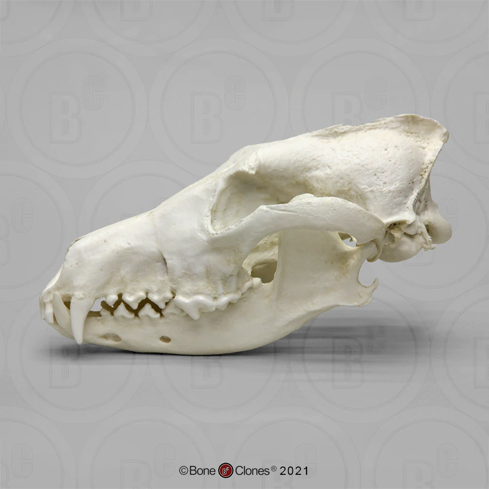 Red Wolf Skull BC-147, Canis Rufus, Osteological Reproductions Updated 2023 - Image 11
