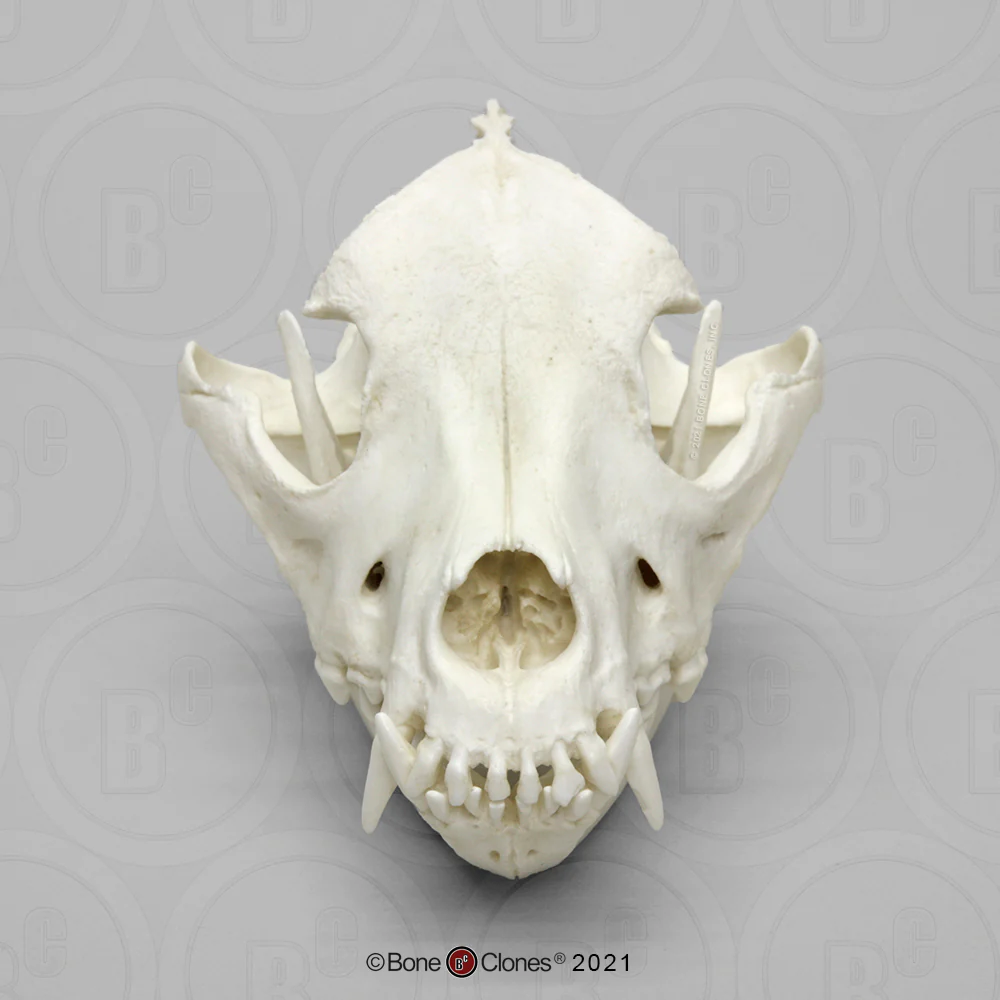 Red Wolf Skull BC-147, Canis Rufus, Osteological Reproductions Updated 2023 - Image 12