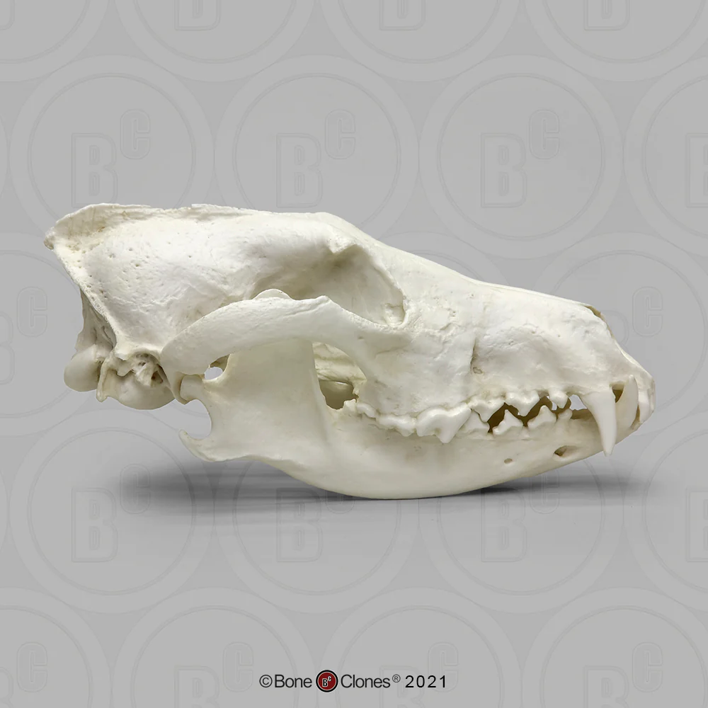 Red Wolf Skull BC-147, Canis Rufus, Osteological Reproductions Updated 2023 - Image 13