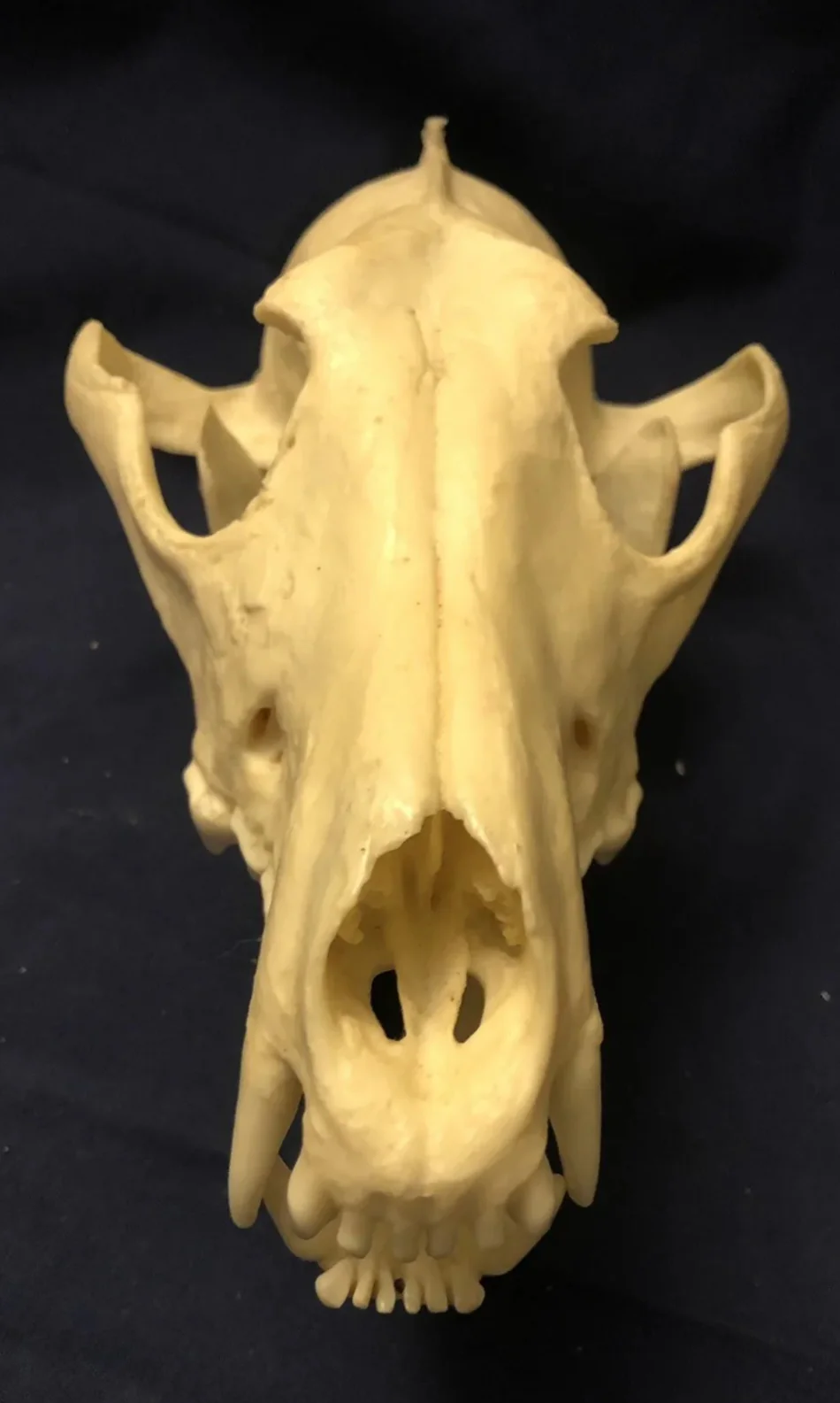 Red Wolf Skull BC-147, Canis Rufus, Osteological Reproductions Updated 2023 - Image 2