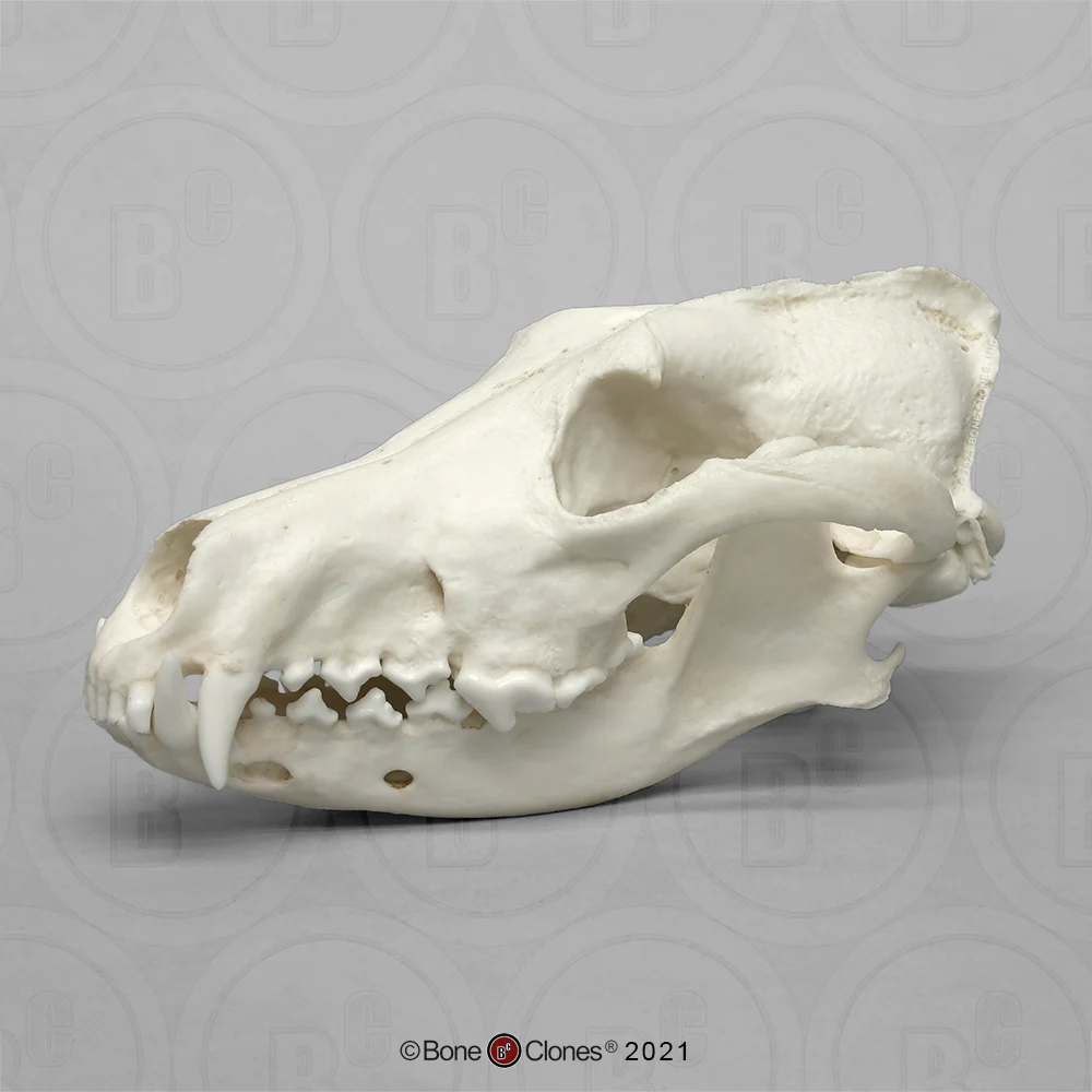 Red Wolf Skull BC-147, Canis Rufus, Osteological Reproductions Updated 2023 - Image 7