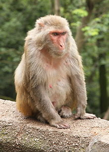 Rhesus Monkey / Macaca Mulatta (female) death cast replica Life cast - Image 3