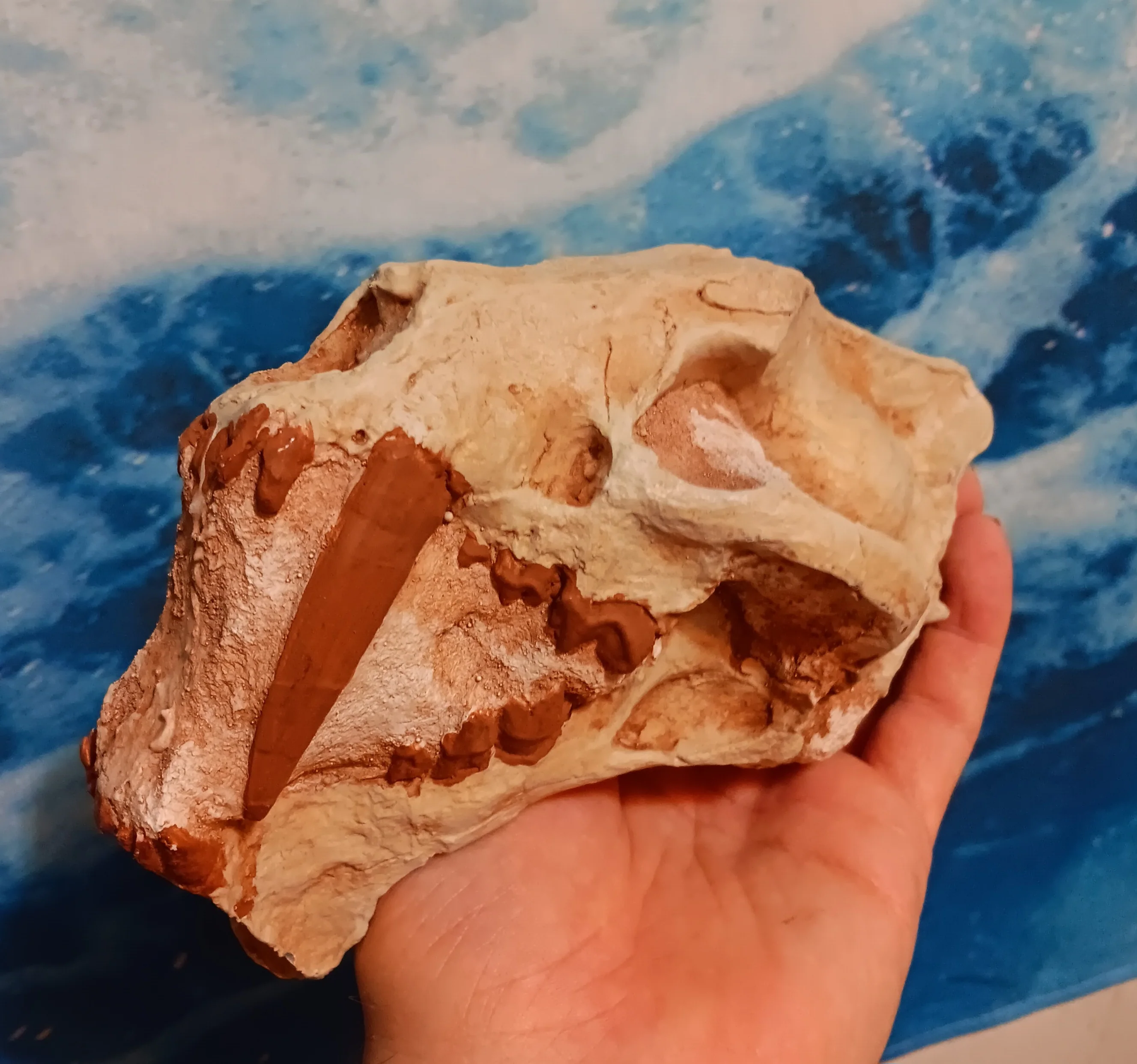 Saber tooth Cat skull Hoplophoneus Skull cast replica - Image 3